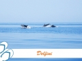06 - delfini